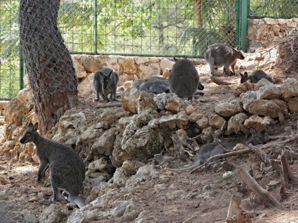 Анталийский зоопарк (Antalya Zoo)