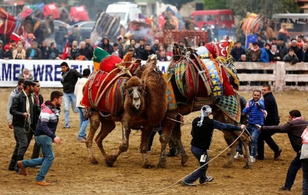 Фестиваль верблюжьей борьбы