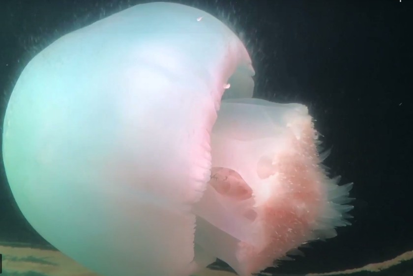 Медуза-ропилема