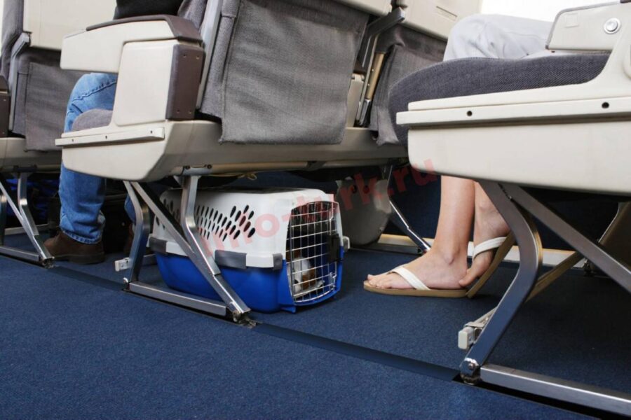 сумка для перевозки животного в самолете