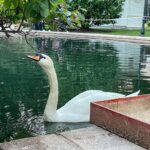 Дворец Долмабахче в Стамбуле: история, фото, цена часы работы 30 долмабахче, Дворец Долмабахче в Стамбуле: история, фото, цена часы работы